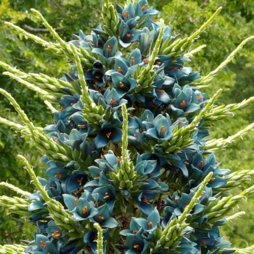 Puya Niebieska - Puya Berteroniana.jpg