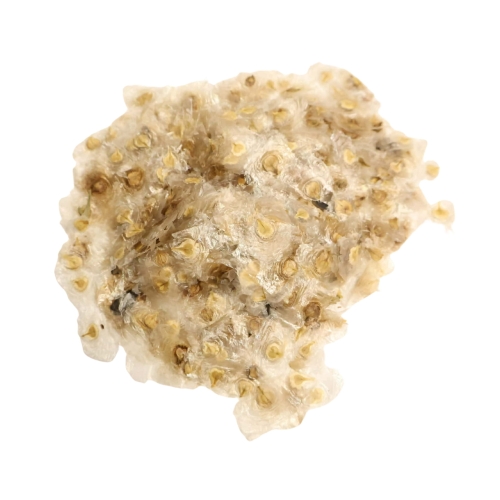 Spathodea Campanulata