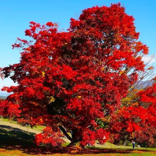 Acer Ginnala .jpg
