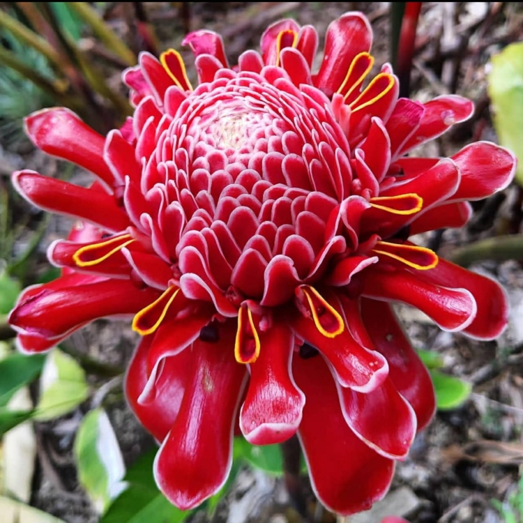 Czerwona Etlingera