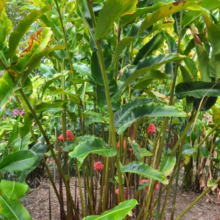 Czerwona Etlingera