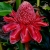 Czerwona Etlingera