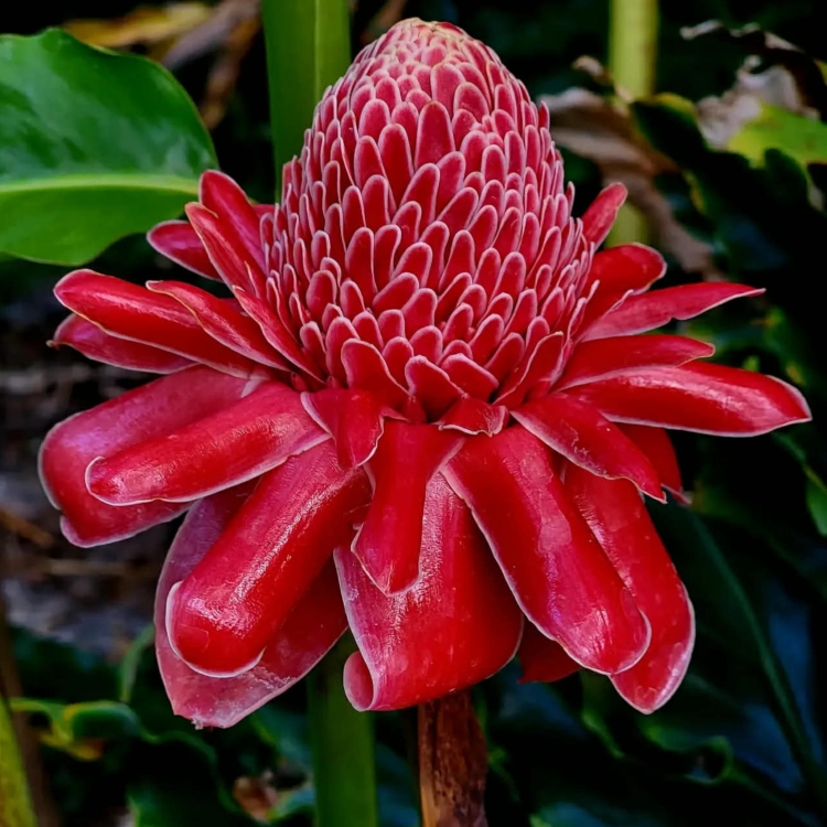Czerwona Etlingera