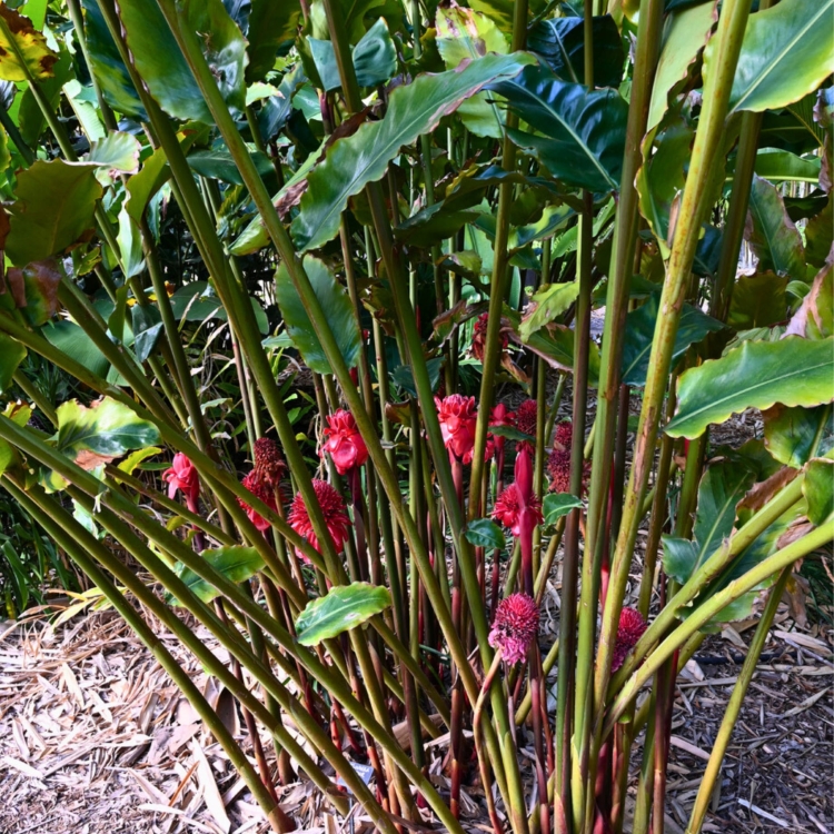 Czerwona Etlingera