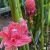Czerwona Etlingera
