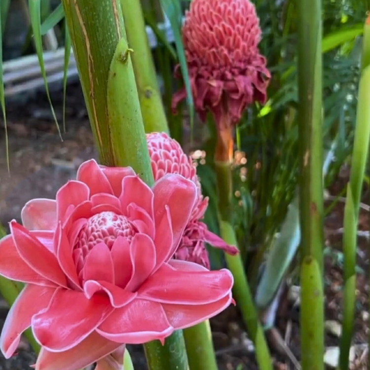Czerwona Etlingera