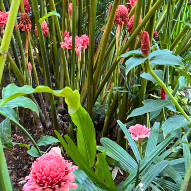 Czerwona Etlingera