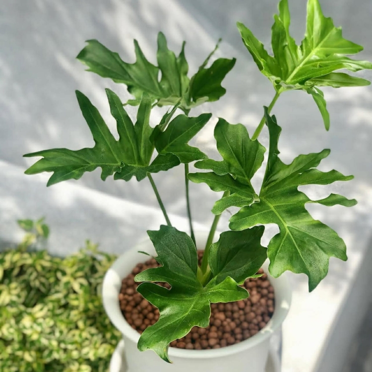 Filodendronu Selloum