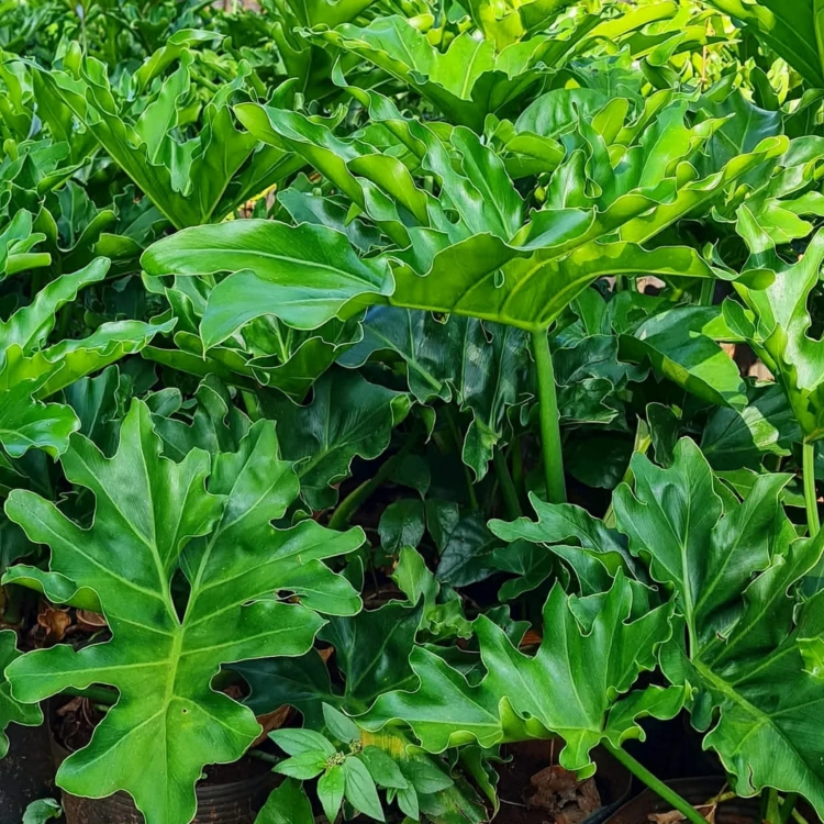 Filodendronu Selloum