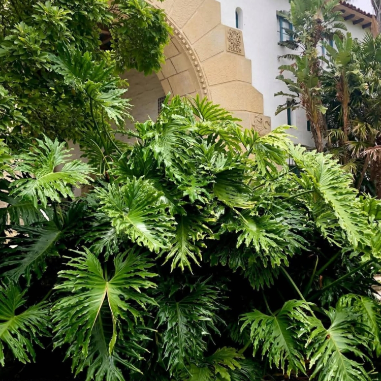 Filodendronu Selloum