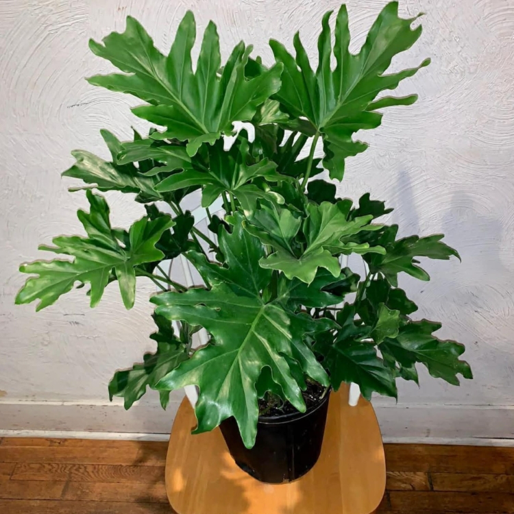 Filodendronu Selloum