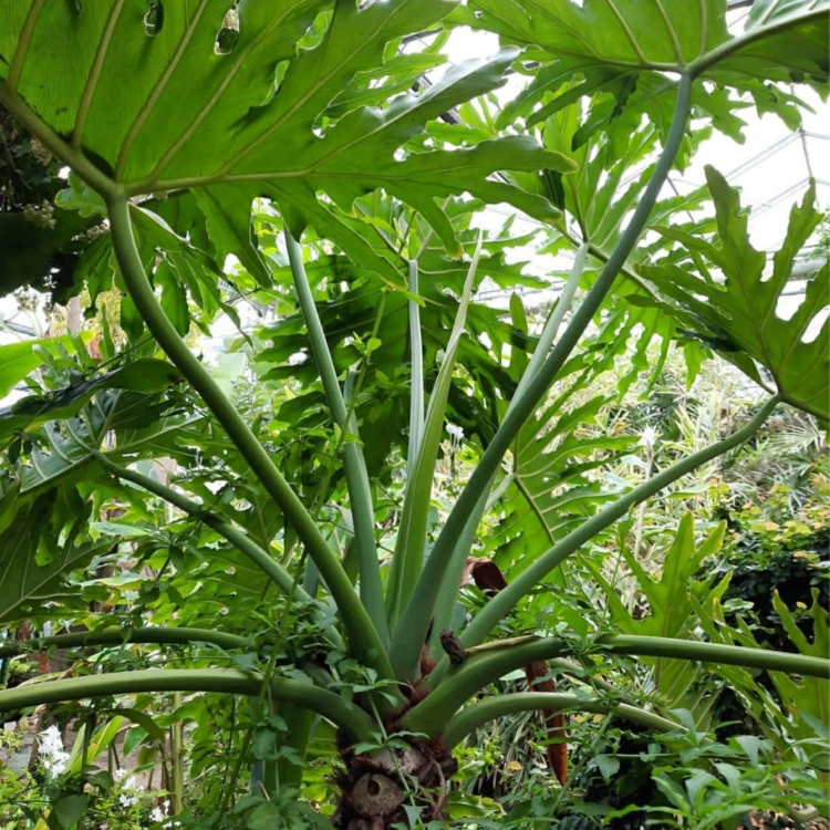 Filodendronu Selloum