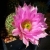 Echinocereus Websterianus