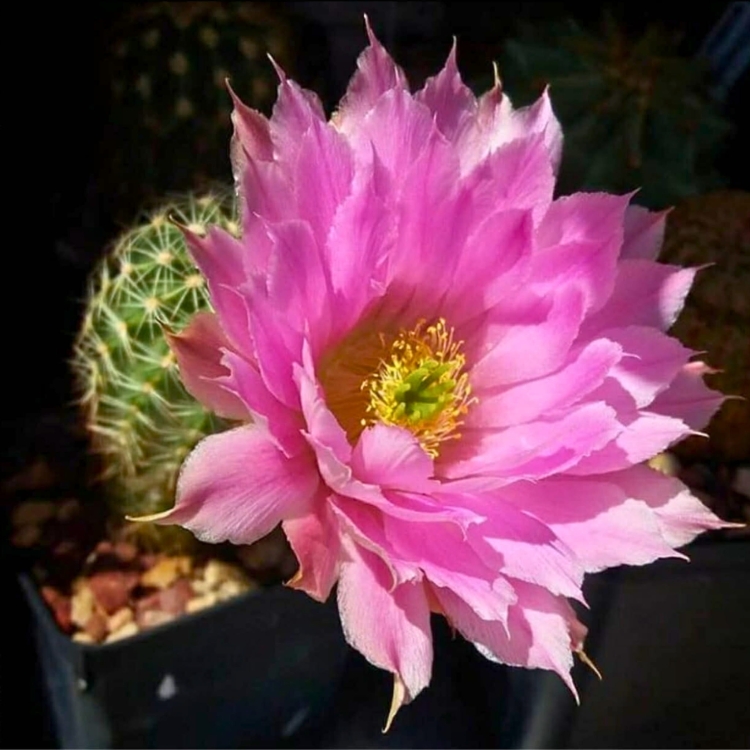 Echinocereus Websterianus