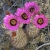 Echinocereus Websterianus