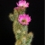 Echinocereus Websterianus