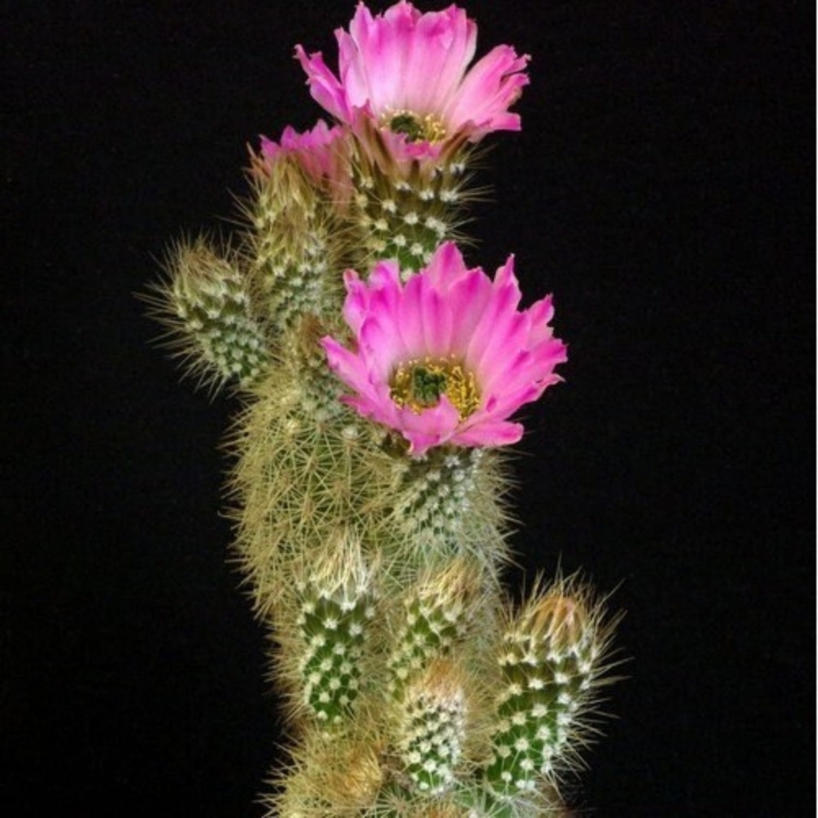 Echinocereus Websterianus