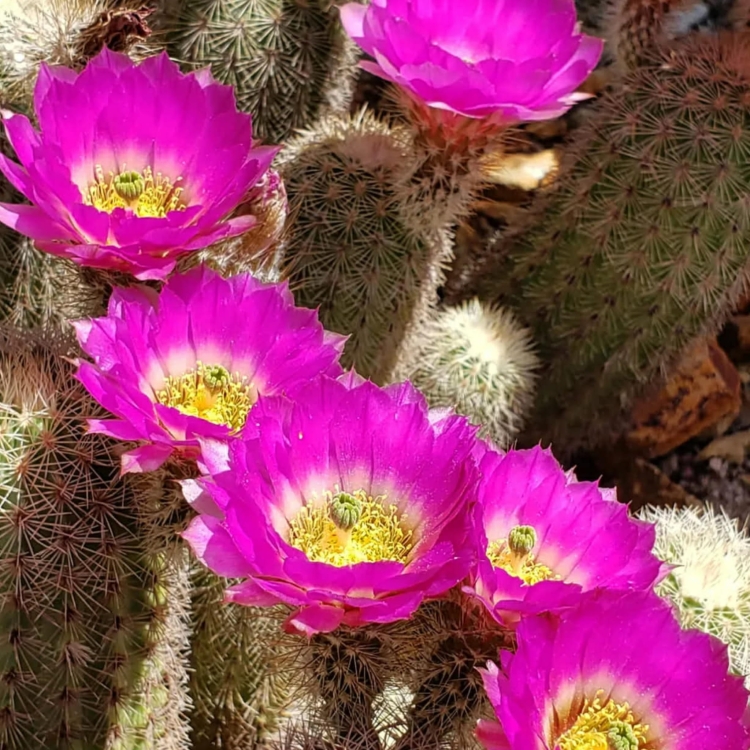 Echinocereus Websterianus