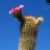 Echinocereus Websterianus