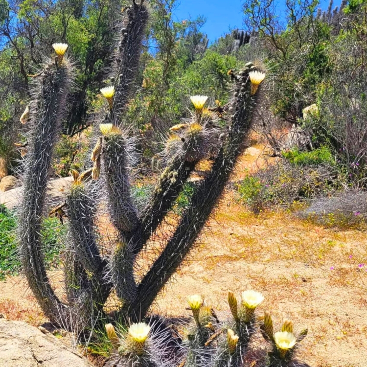 Eulychnia Acida