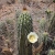 Eulychnia Acida