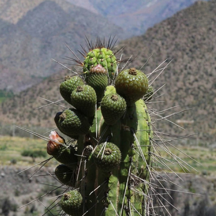 Eulychnia Acida