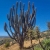 Eulychnia Acida