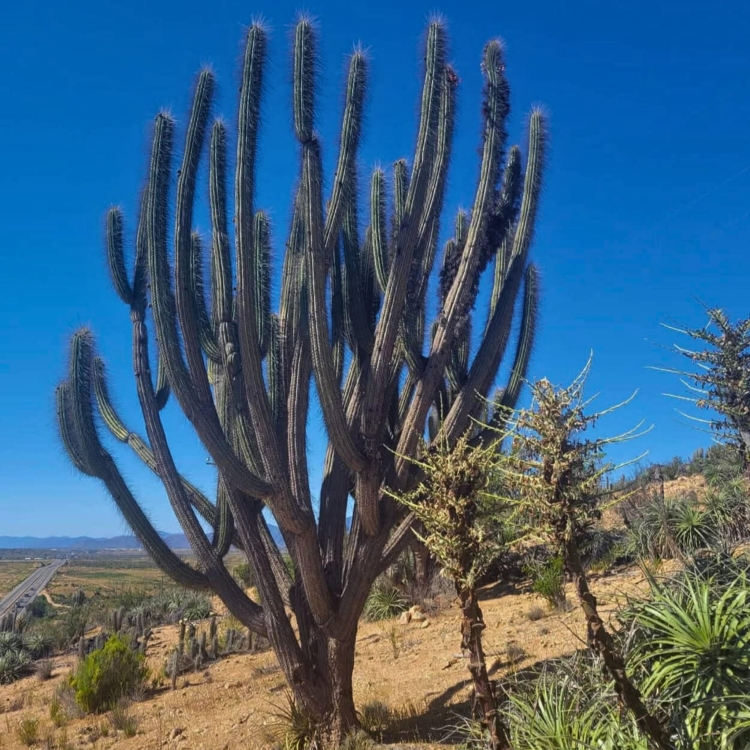 Eulychnia Acida