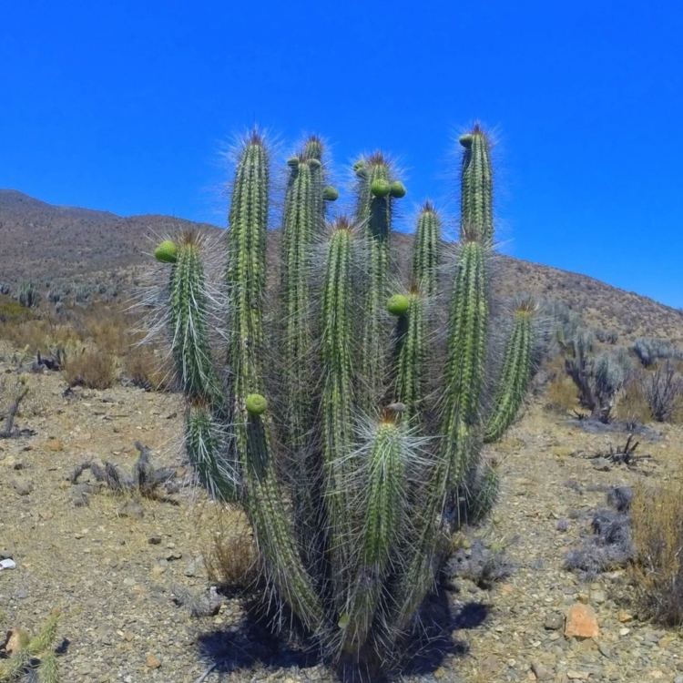 Eulychnia Acida