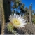 Eulychnia Acida
