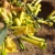 Nasiona-Tytoniu-Sinego-Nicotiana-Glauca (1).jpg
