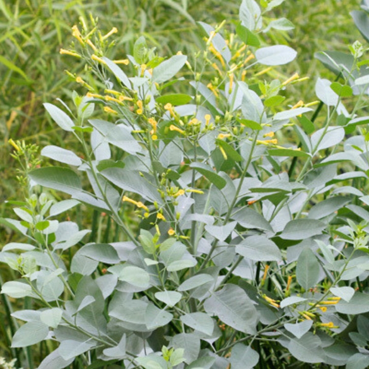 Nasiona-Tytoniu-Sinego-Nicotiana-Glauca (3).jpg