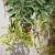Nasiona-Tytoniu-Sinego-Nicotiana-Glauca (4).jpg