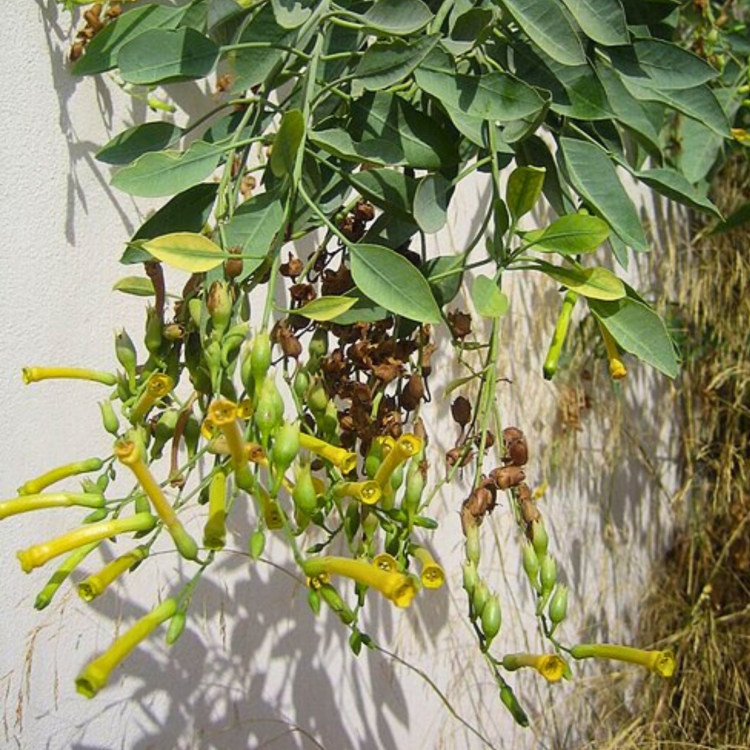 Nasiona-Tytoniu-Sinego-Nicotiana-Glauca (4).jpg