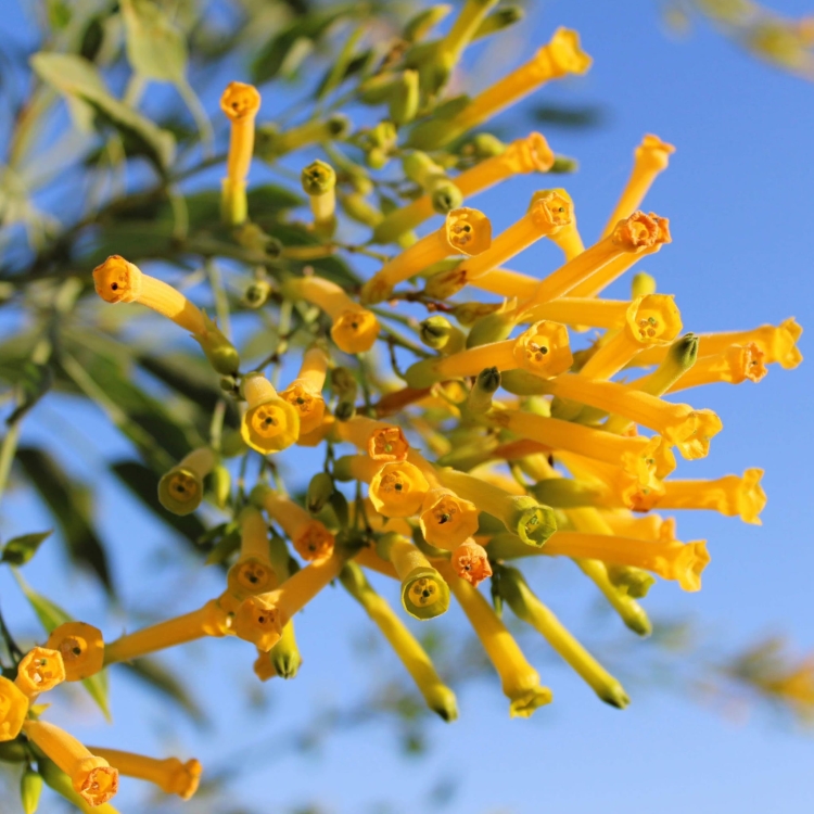 Nasiona-Tytoniu-Sinego-Nicotiana-Glauca (5).jpg