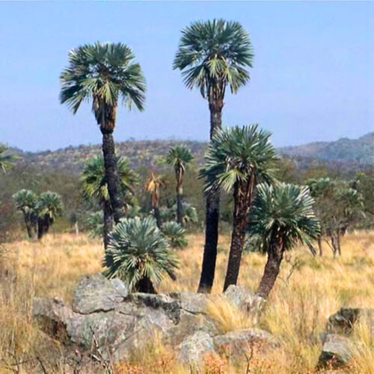 Nasiona-Palmy-Trójzębnej-Trithrinax-Campestris (6).png