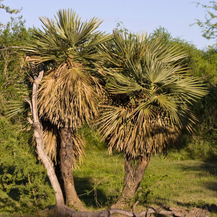 Nasiona-Palmy-Trójzębnej-Trithrinax-Campestris (5).png
