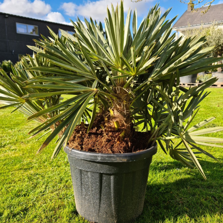 Nasiona-Palmy-Trójzębnej-Trithrinax-Campestris (4).png