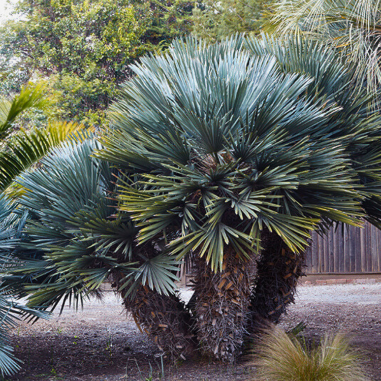 Nasiona-Palmy-Trójzębnej-Trithrinax-Campestris (3).png