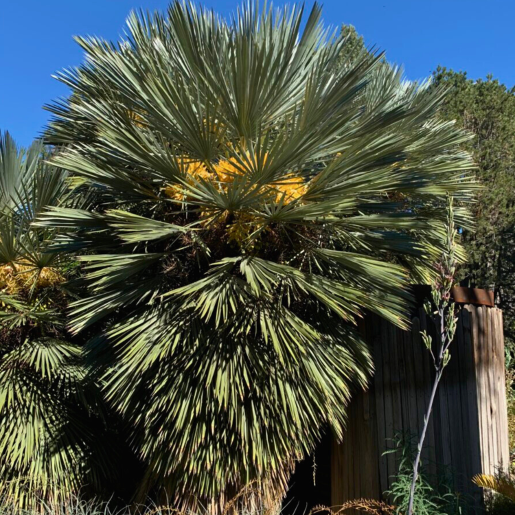 Nasiona-Palmy-Trójzębnej-Trithrinax-Campestris (2).png