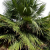 Nasiona-Urugwajskiej-Palmy-Igłowej-Trithrinax-Brasiliensis  (4).png