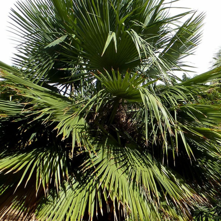 Nasiona-Urugwajskiej-Palmy-Igłowej-Trithrinax-Brasiliensis  (4).png