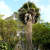 Nasiona-Urugwajskiej-Palmy-Igłowej-Trithrinax-Brasiliensis  (3).png