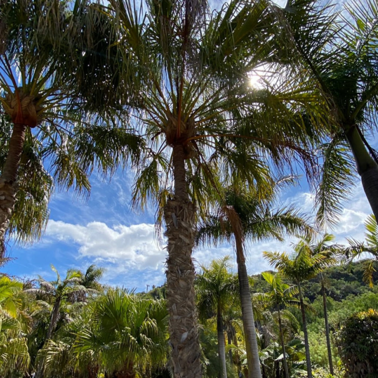 Nasiona-Urugwajskiej-Palmy-Igłowej-Trithrinax-Brasiliensis  (2).png