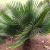 Nasiona-Urugwajskiej-Palmy-Igłowej-Trithrinax-Brasiliensis  (1).png