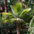 Nasiona-Urugwajskiej-Palmy-Igłowej-Trithrinax-Brasiliensis  (5).png