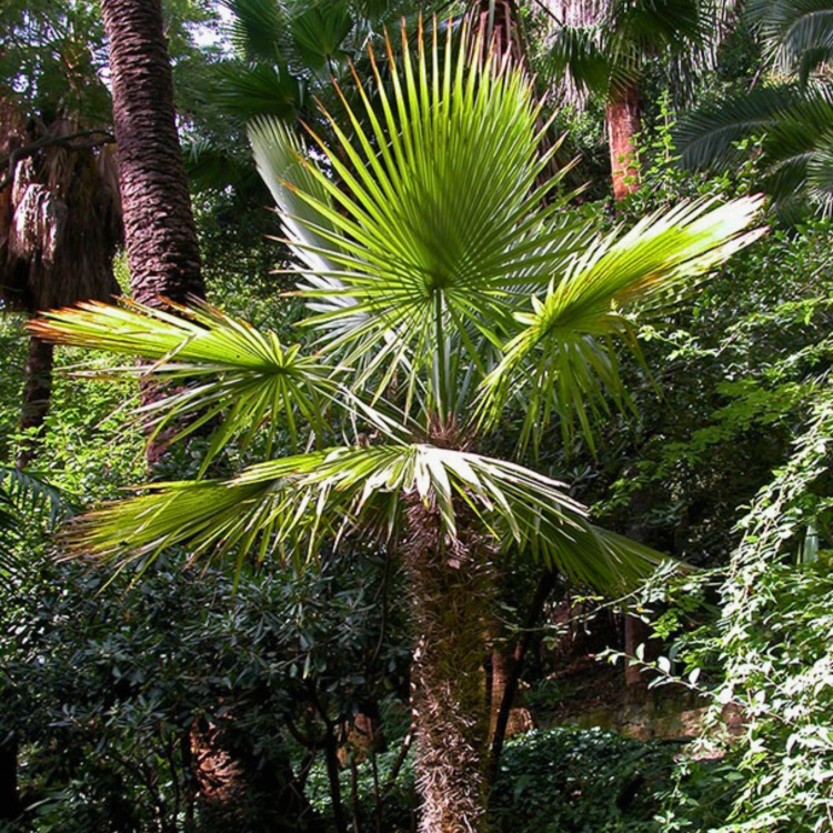 Nasiona-Urugwajskiej-Palmy-Igłowej-Trithrinax-Brasiliensis  (5).png