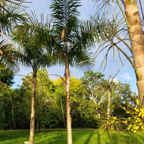 Nasiona-Palmy-Majów-Gaussia-Maya (4).png