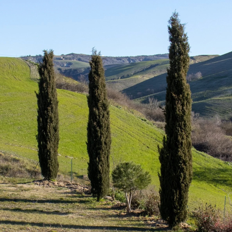 Nasiona-Cyprysa-Wiecznie-Zielonego-Cupressus-Sempervirens (6).png