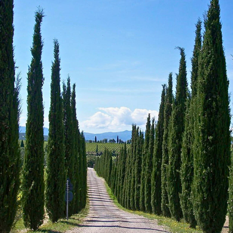 Nasiona-Cyprysa-Wiecznie-Zielonego-Cupressus-Sempervirens (4).png